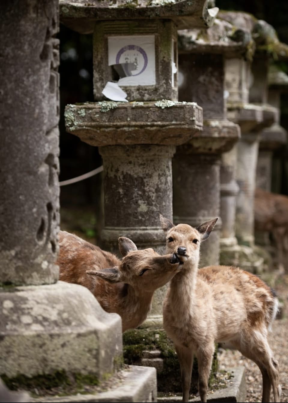 Nara